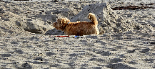 Im November ist der Strand für Hunde frei gegeben